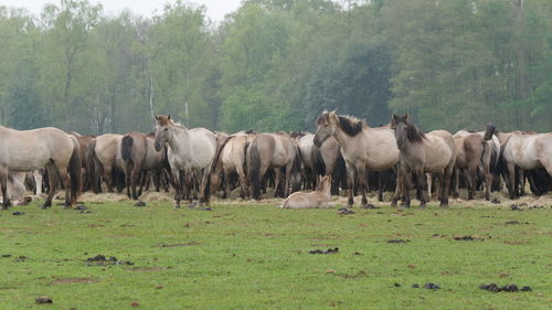 Horses on field against sky