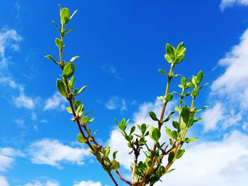 Low angle view of flowering plant against sky