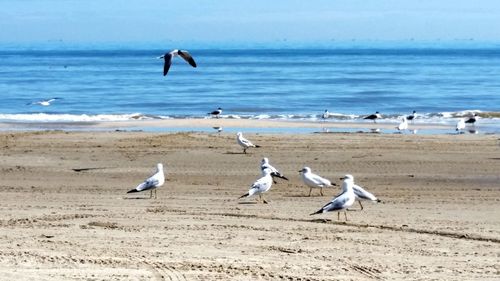 Seagulls flying over beach against sky