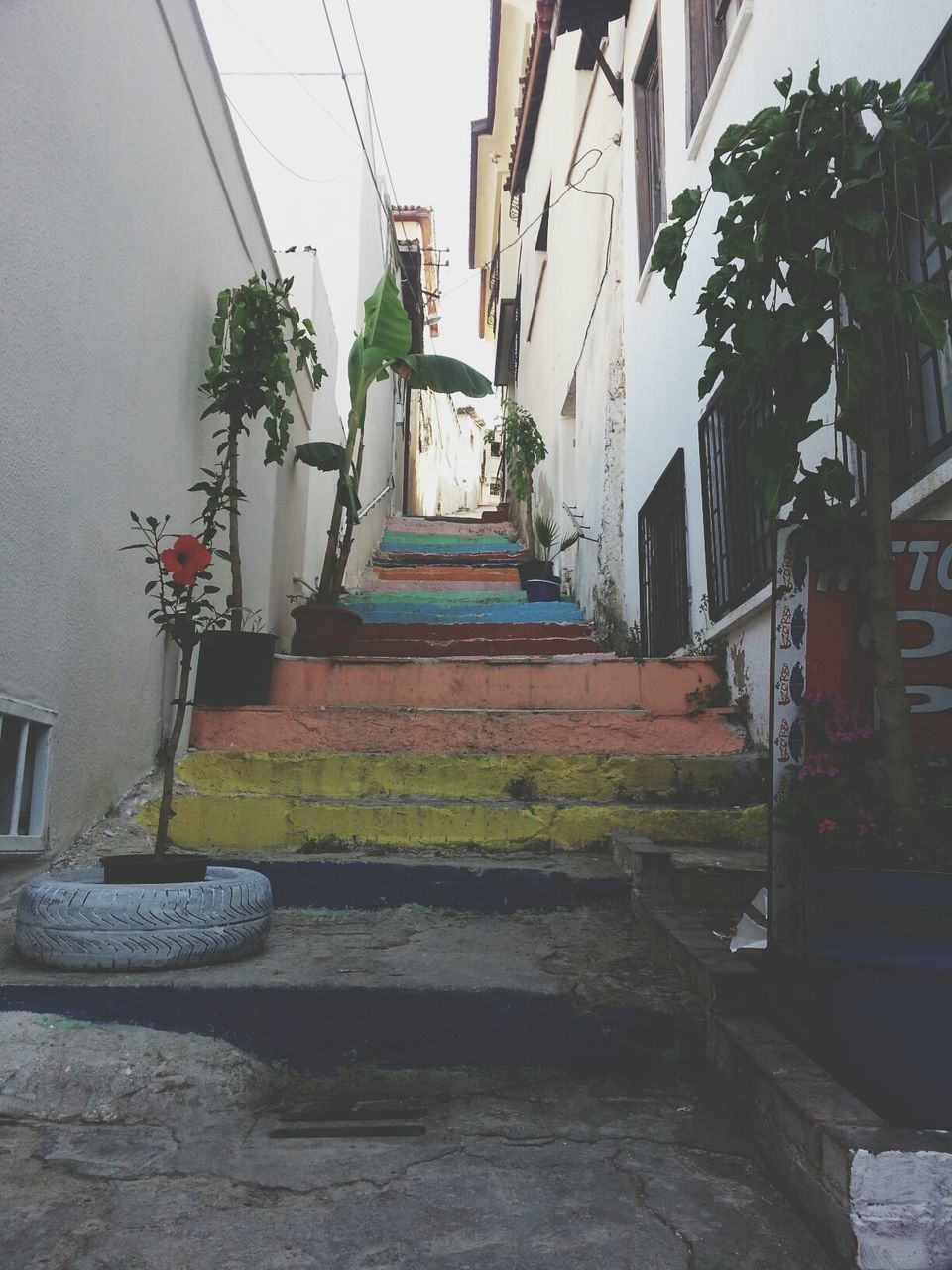 architecture, building exterior, built structure, house, residential structure, residential building, building, the way forward, plant, potted plant, low angle view, wall - building feature, steps, day, narrow, street, alley, outdoors, wall, no people