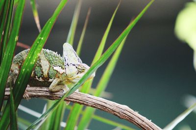 Close-up of butterfly perching on leaf