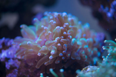 Close-up of coral in sea