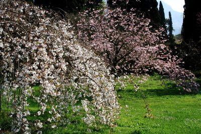 View of cherry blossom tree