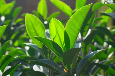 Close-up of fresh green leaves