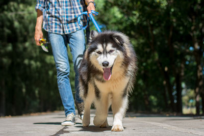 Low section of man with dog walking on street