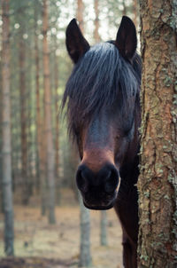 Close-up portrait of horse in forest