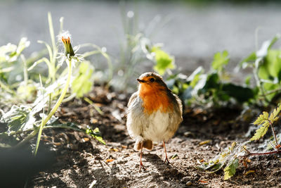 Close-up of bird