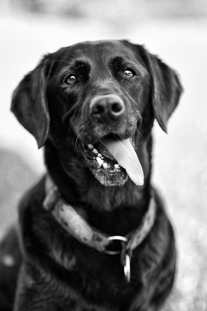 animal themes, one animal, dog, pets, domestic animals, mammal, portrait, looking at camera, focus on foreground, close-up, animal head, pet collar, sitting, black color, front view, mouth open, no people, day, full length