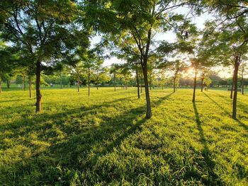 Trees on field against sky