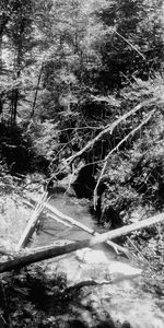 Scenic view of river amidst trees in forest