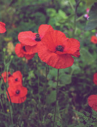 Close-up of red poppy flower on field