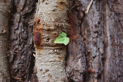 Close-up of tree trunk