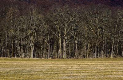 Scenic view of trees on field in forest