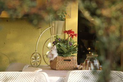 Potted plant on table at home