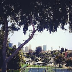 View of trees in city