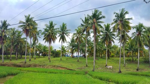 Panoramic view of palm trees on field against sky