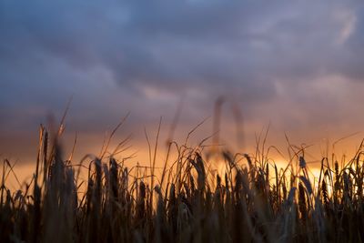 Plants on field against cloudy sky during sunset