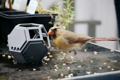 Close-up of bird