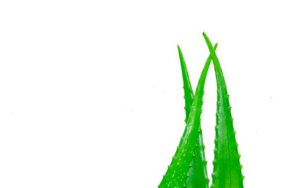 Close-up of fresh green plant against white background