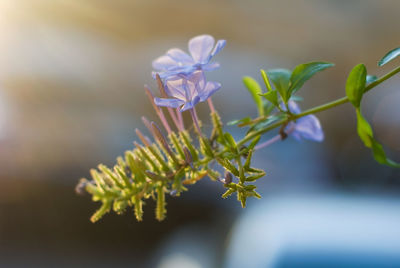 Close-up of flowering plant