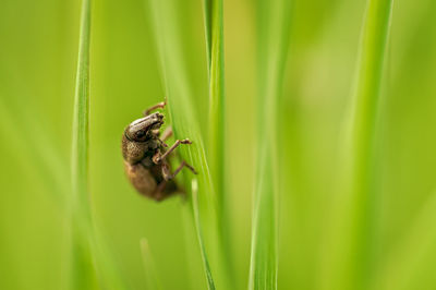 Close-up of spider on plant