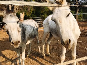 Close-up of horses