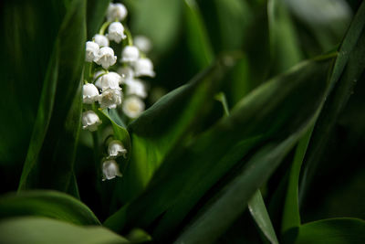 Close-up of white flowering plant