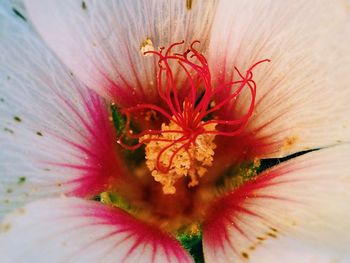 Macro shot of pink flower head