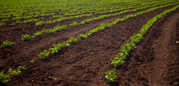 Scenic view of agricultural field