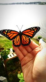 Close-up of butterfly on hand