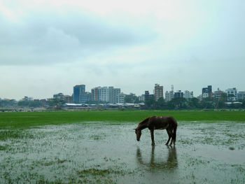 Side view of brown horse on wet grassy field against cloudy sky