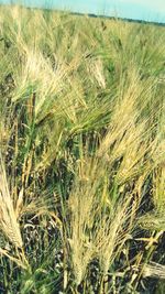 Close-up of wheat field