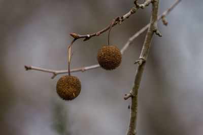 Close-up of berries growing on plant