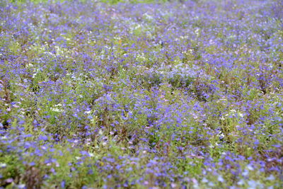 Full frame shot of purple flowering plants on field