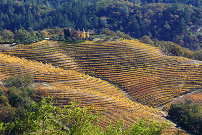 Fall color in napa valley, california, usa