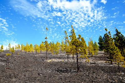 Scenic view of landscape against cloudy sky