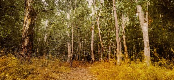 Pine trees in forest