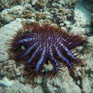 Close-up of coral in sea