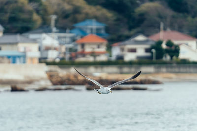 Seagull flying over a building