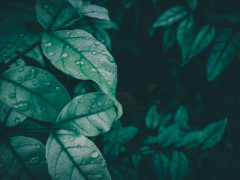 Close-up of raindrops on leaves