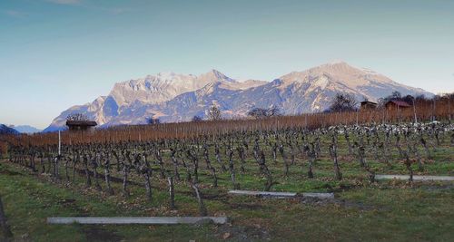 Scenic view of vineyard against sky