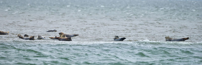 People swimming in sea