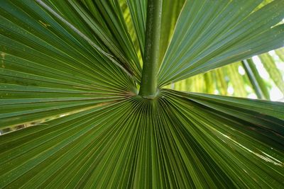 Full frame shot of palm tree leaves