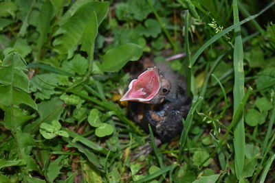 High angle view of a bird