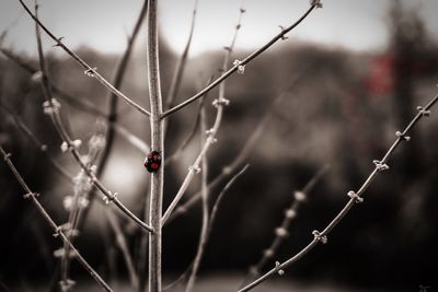 Close-up of spider web on twig