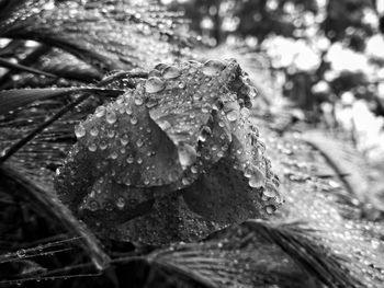 Close-up of raindrops on flower
