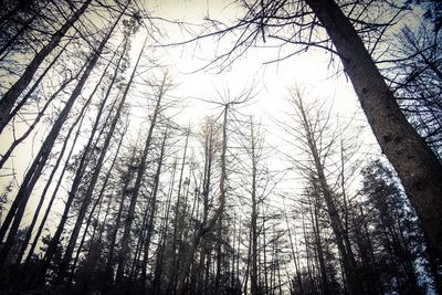 Low angle view of trees in forest against sky