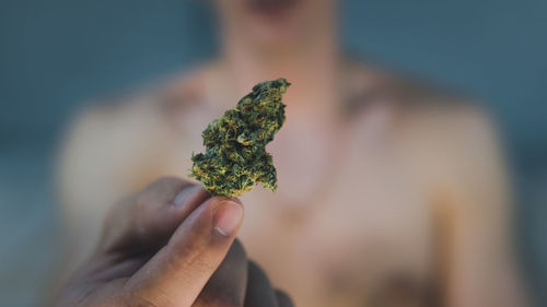 Close-up of hand holding marijuana