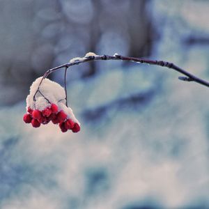 Close-up of red berries growing on tree