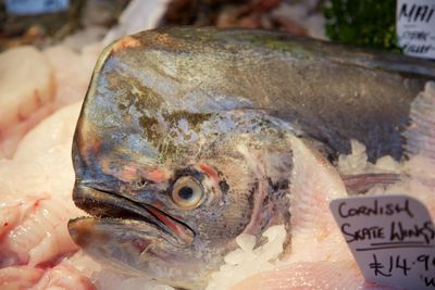 Close-up of fish for sale in market